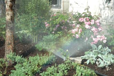watering the plants