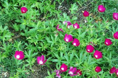 bright red clarkia