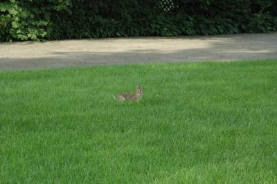 bunnyrabbit