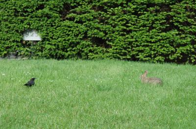 bunnyrabbit and starling