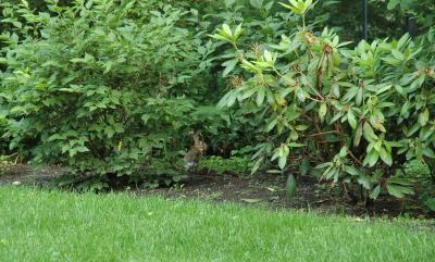 bunnyrabbit hiding in rhododendrons