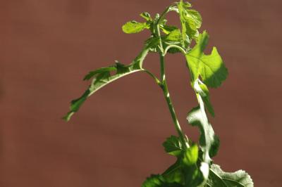 red brick green leaves