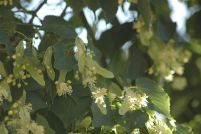 tree blossoms