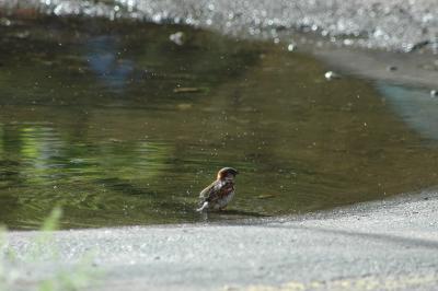 bathing bird