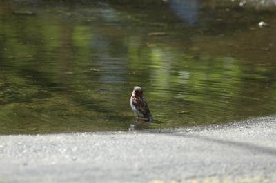 bathing bird