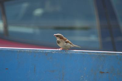 bird on dumpster