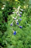 blue larkspur