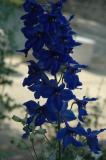blue larkspur