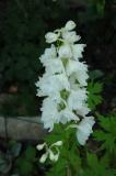 white delphinium