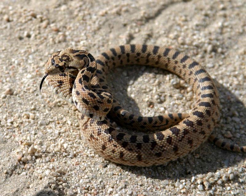 Gopher Snake