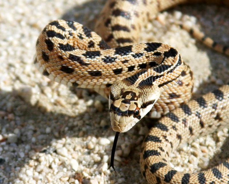 Gopher Snake