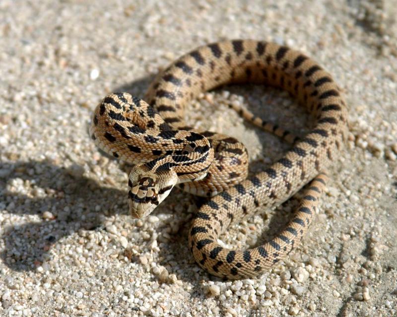 Gopher Snake