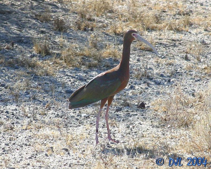 White Faced Ibis