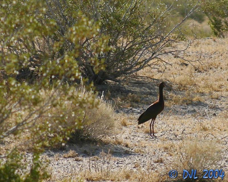 White Faced Ibis
