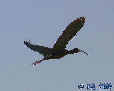 White Faced Ibis