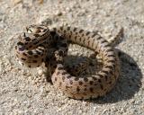 Gopher Snake