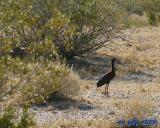 White Faced Ibis
