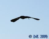 White Faced Ibis
