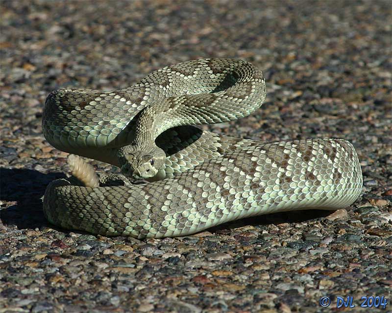 Mojave Green Rattlesnake