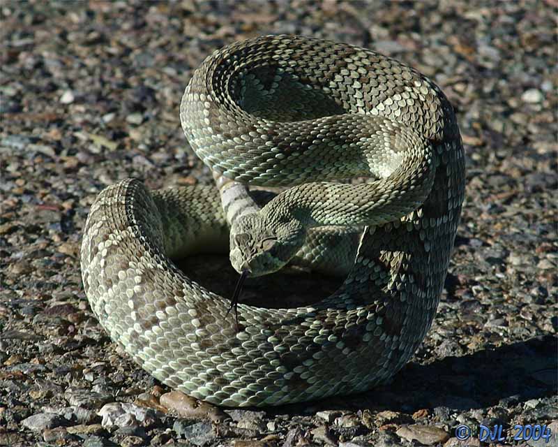 Mojave Green Rattlesnake