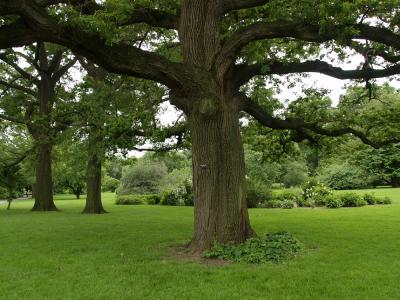 Oaks