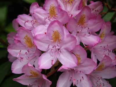 Rhododendron