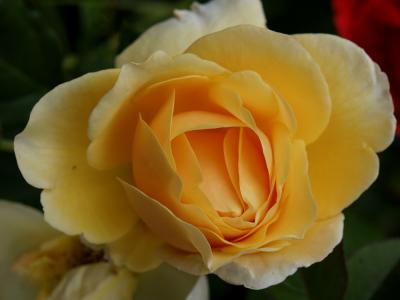 rose 1