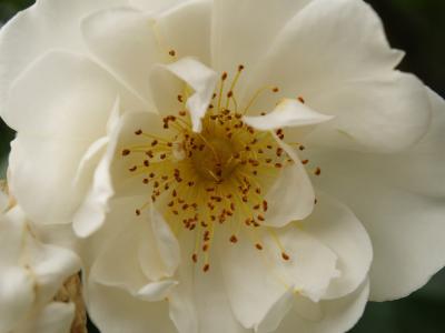 rose 2