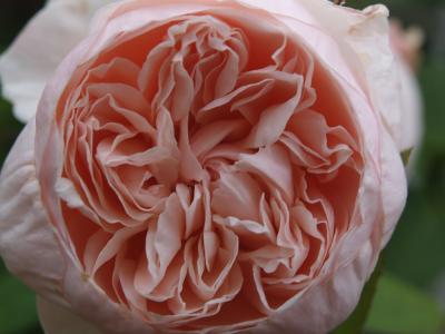 rose 3