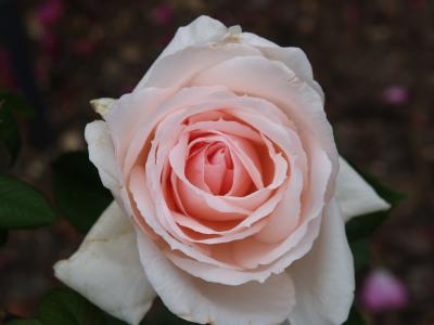 rose 4