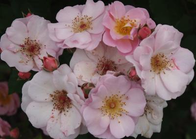 rose 5