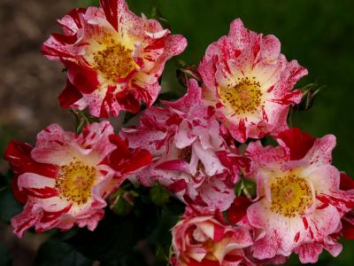 rose 7