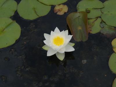 water lily 1