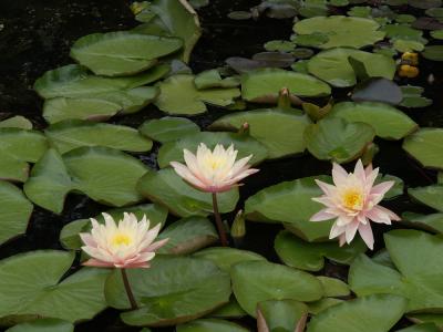 water lily 2