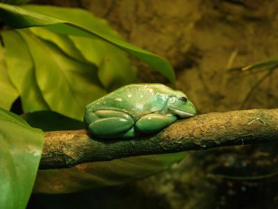 frog 3