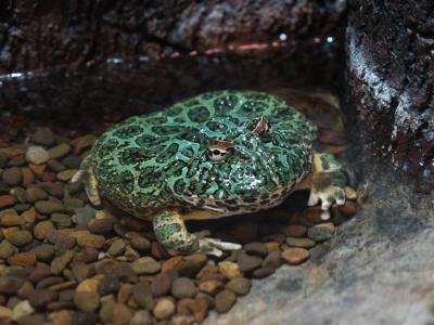frog 4