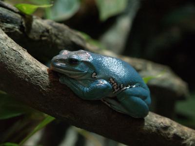 frog 5