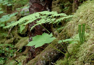 Near Mendenhall Glacier 2