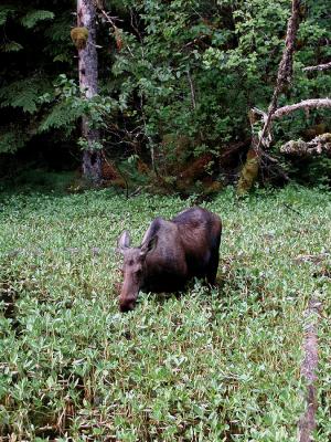 Moose