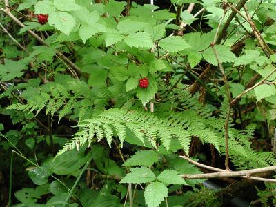 Salmon berries - Baranoff Hot Springs