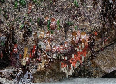 Sea anenomes - Baranoff Hot Springs