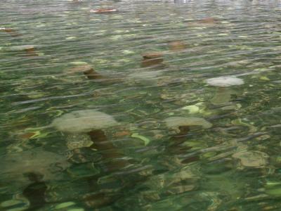 Sea anenomes - Gambier Bay
