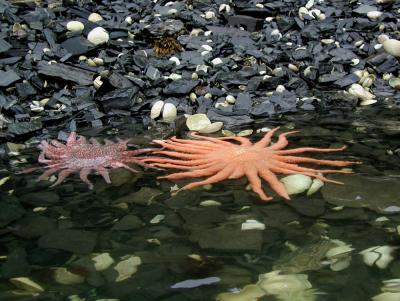 Starfish - Gambier Bay 1