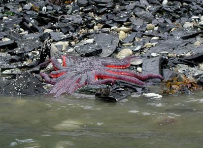 Starfish - Gambier Bay 2