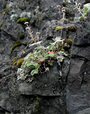 Rock garden - Gambier Bay
