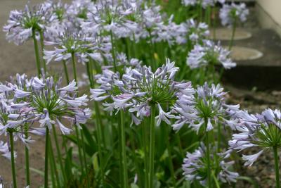 Agapanthus africanus