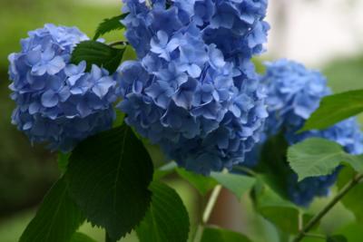 Hydrangea