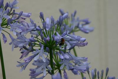 Agapanthus