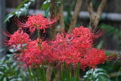 Red spider lily