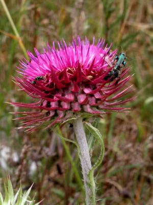 Thistle One